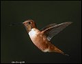 19SB8805a rufous hummingbird
